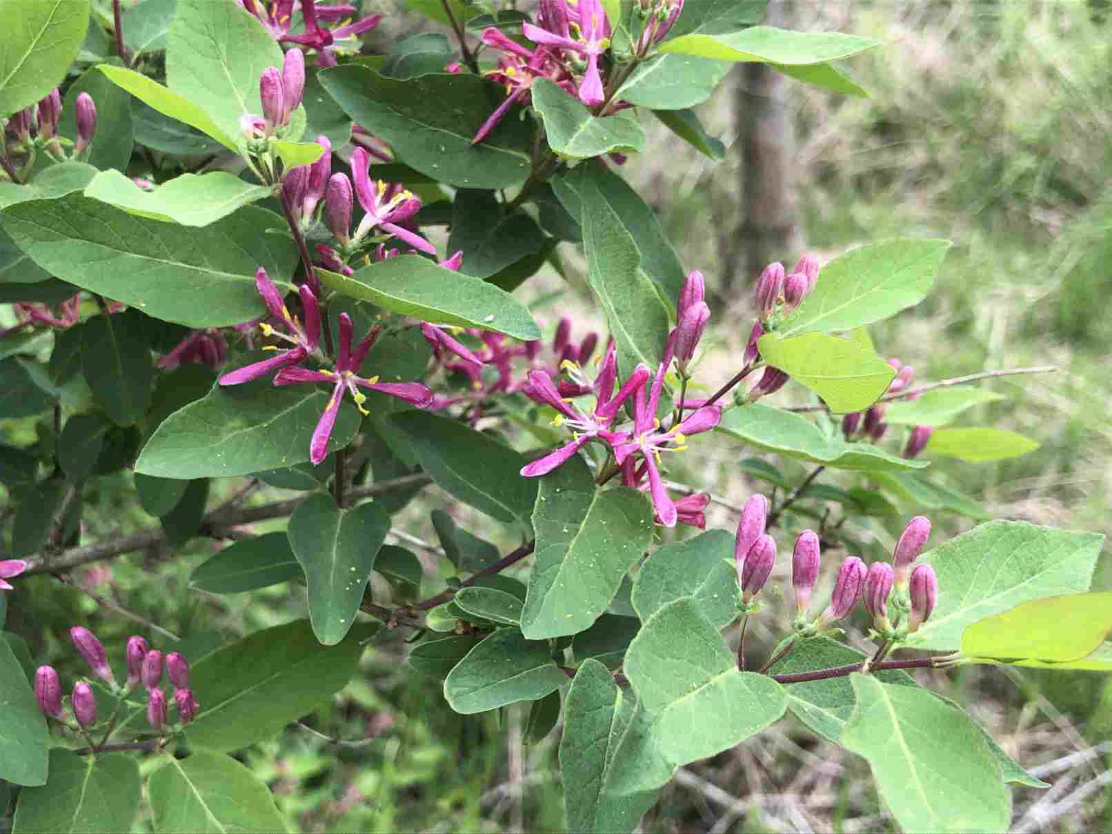 Honeysuckle (Caprifoliaceae family)