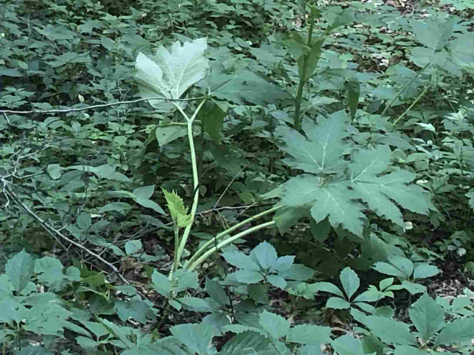 Dangerous Cow Parsnip