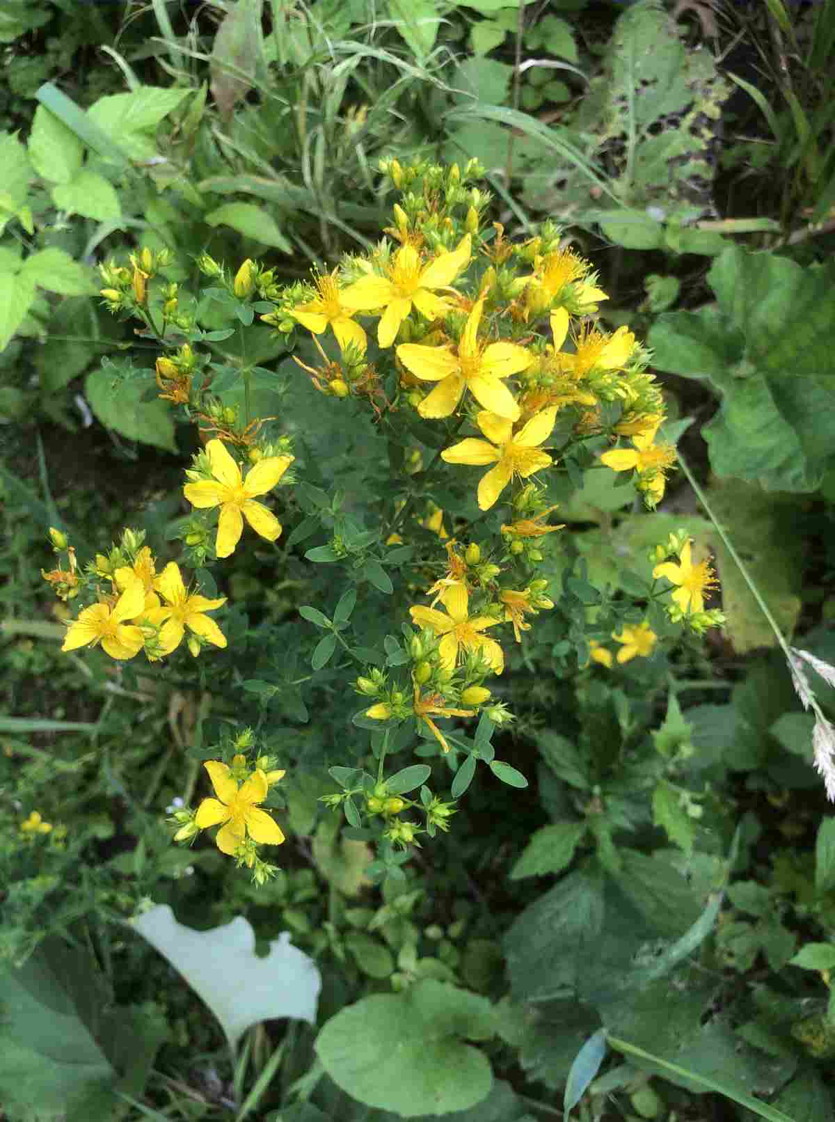 St John's Wort by the pond