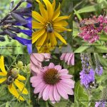 Blossoms and Pollinators