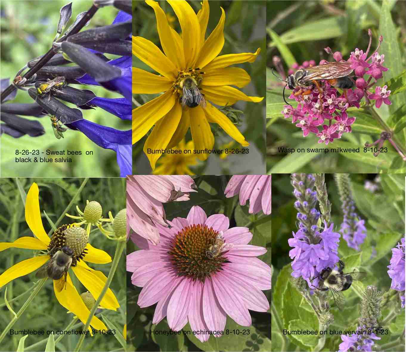 Blossoms and Pollinators