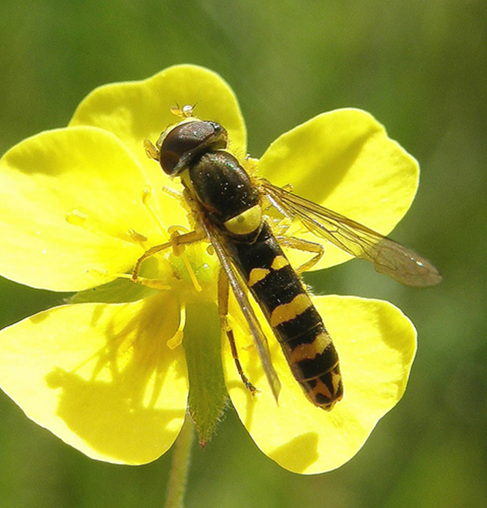 Sphaerophoria philanthus male on a yellow flower