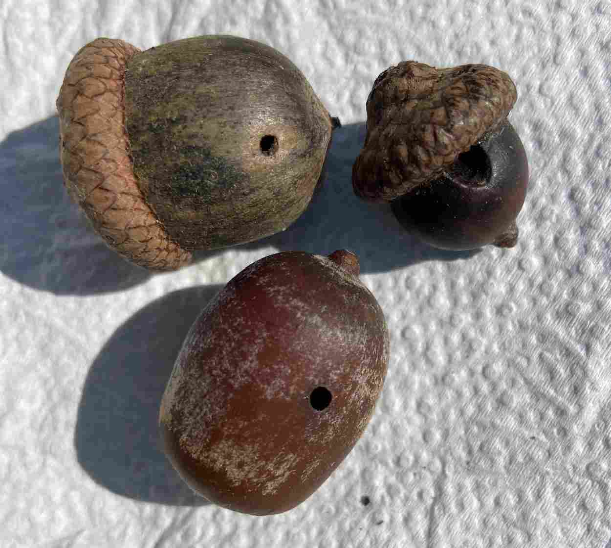 3 acorns with holes