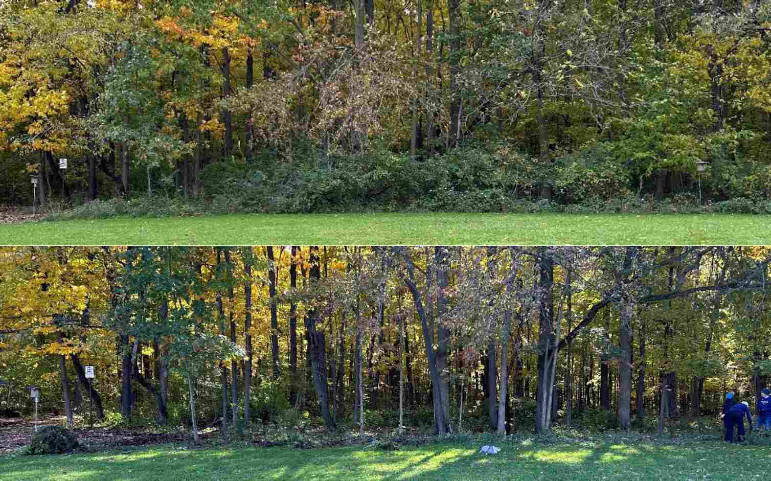 Before and after entrance tree line