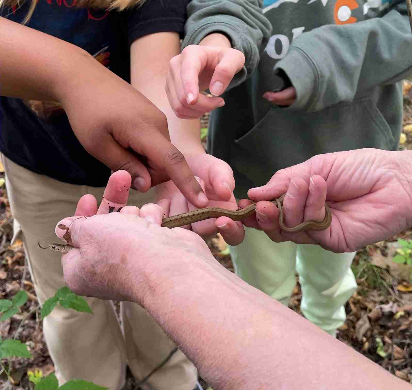 Hands holding Dekay's brown snake