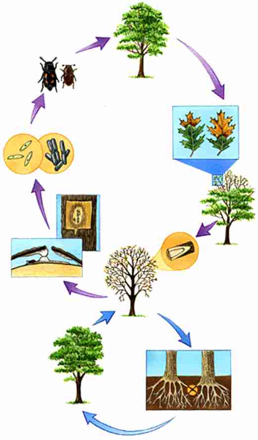 Oak Wilt Cycle