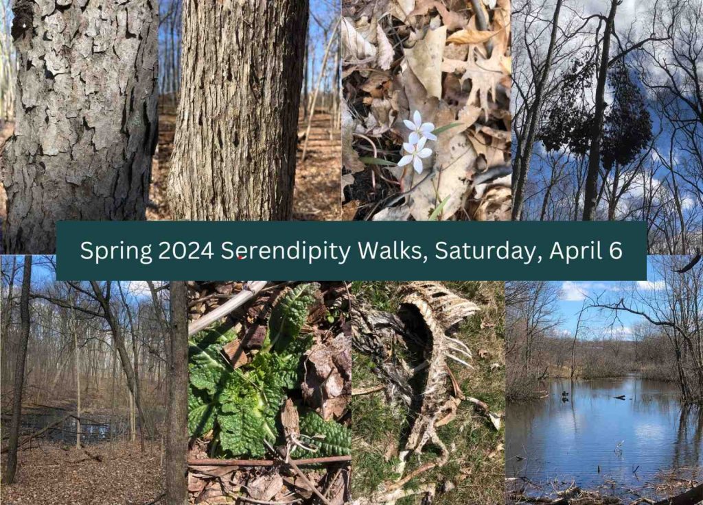 2024 First Spring Serendipity Walk