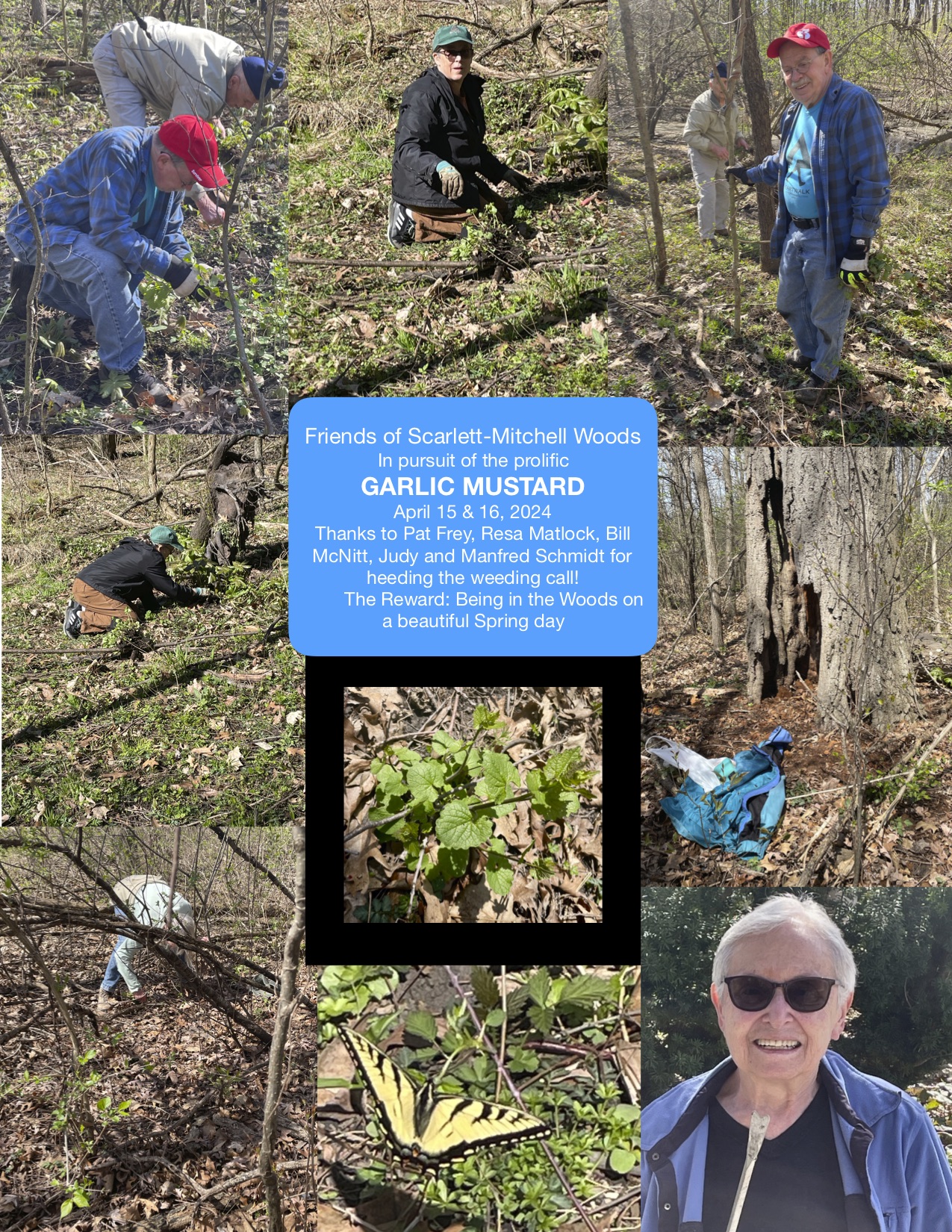 Garlic Mustard collage