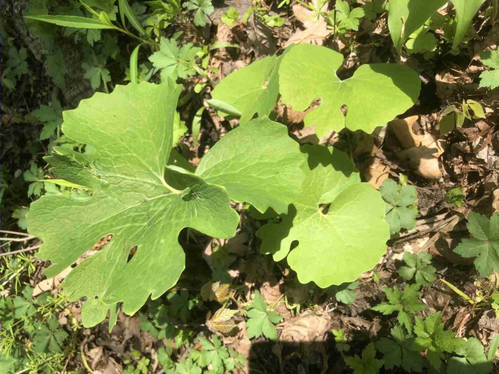 Bloodroot plant