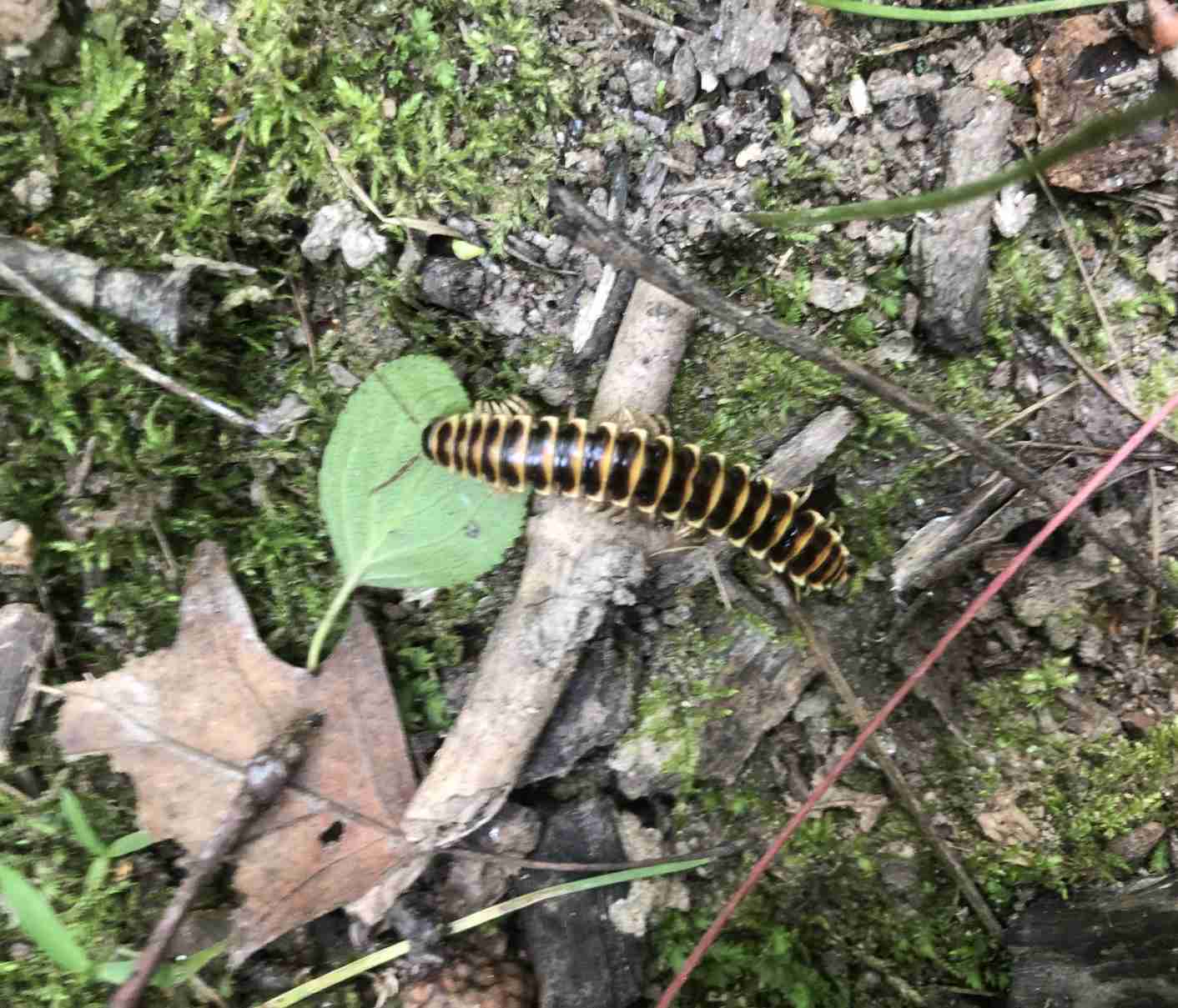 Traveling Cherry Millipede