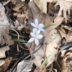 Spring Beauty Flower