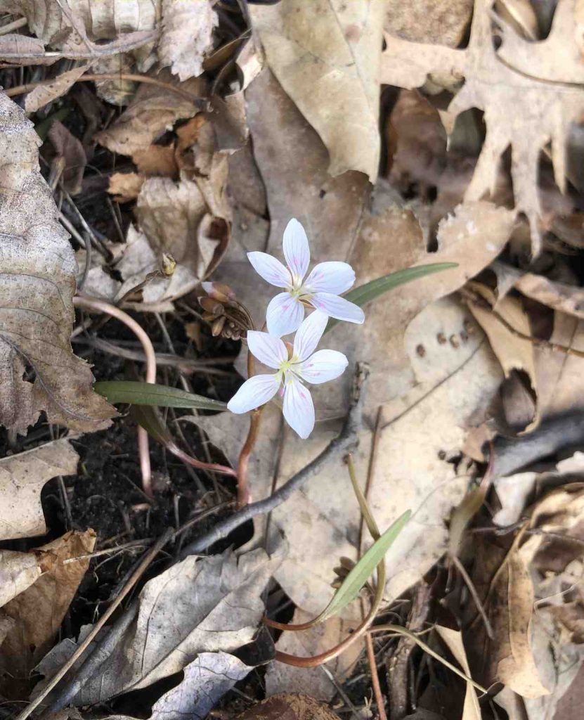 Spring Beauty Flower