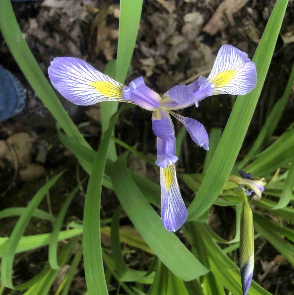 Northern Blue Flag Iris - top view