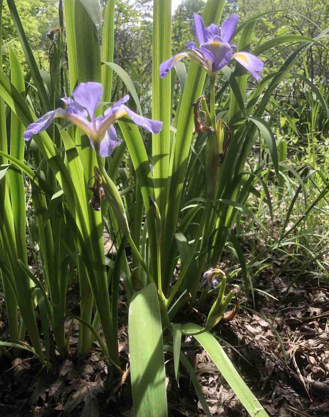 Northern Blue Flag Iris on the edge of the pond