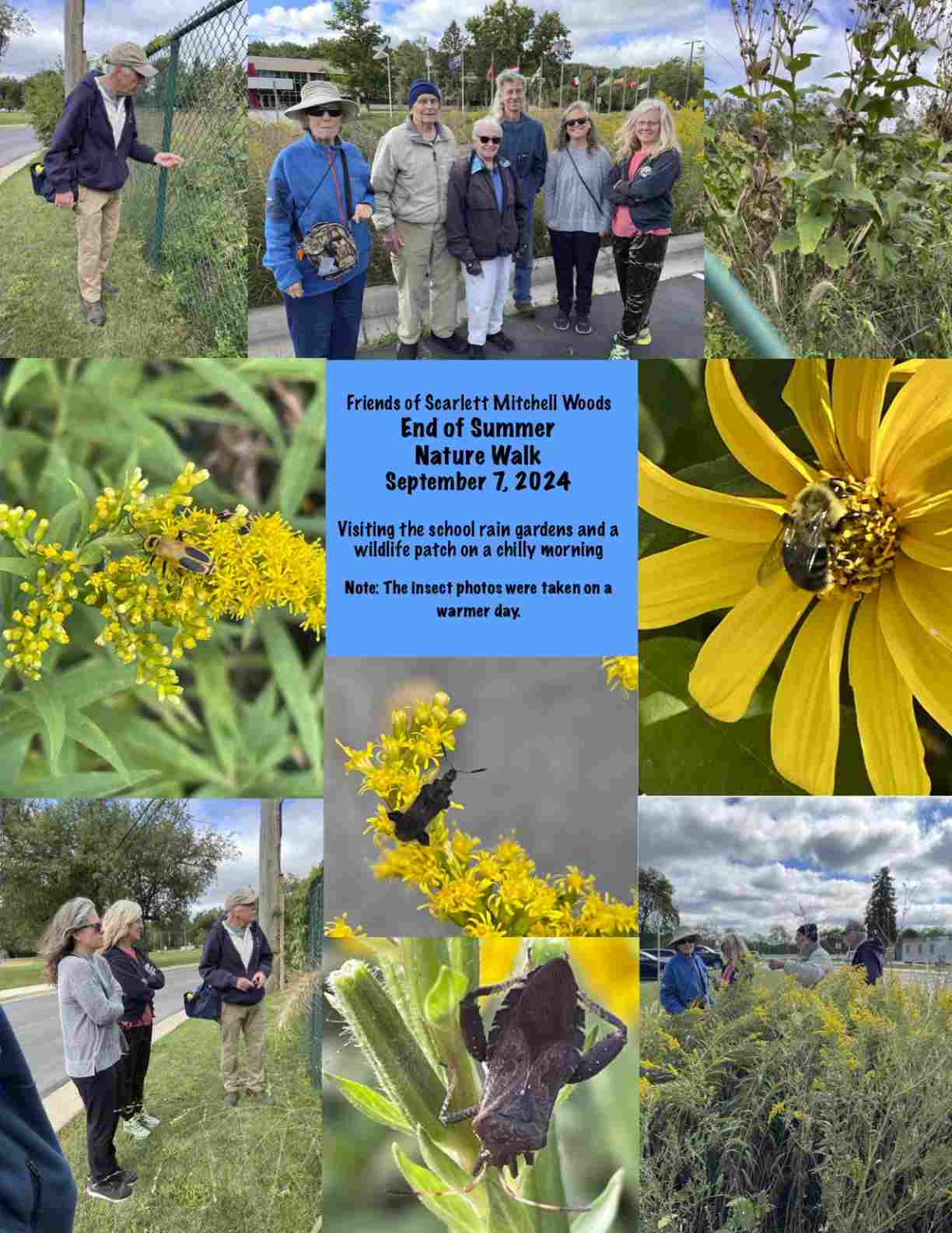 Collage image of exploration of rain gardens