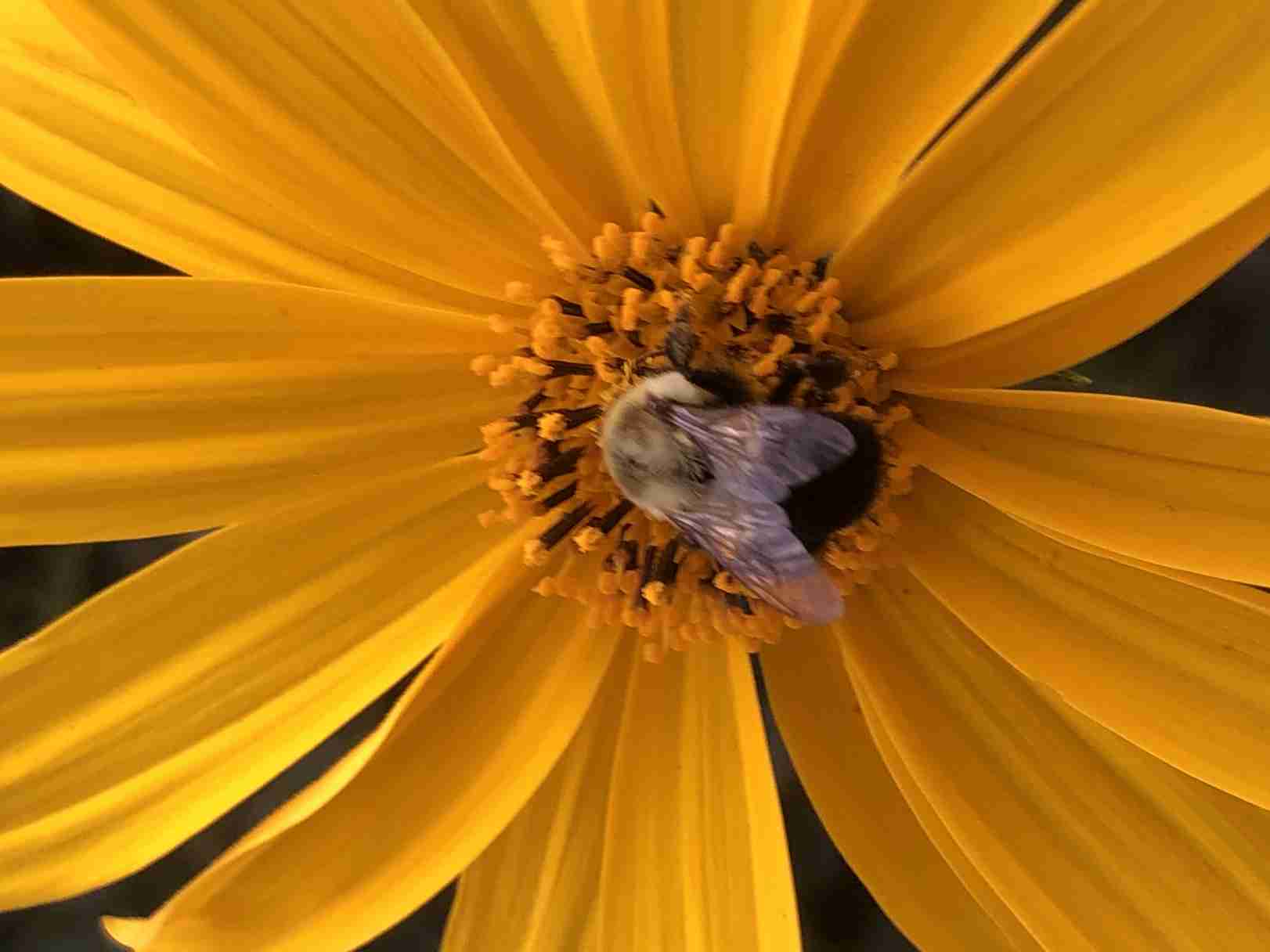 Bee collecting pollen