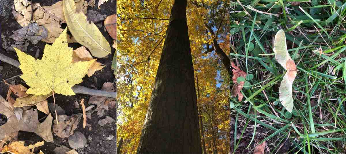 Maple tree, leaf, bark, seed