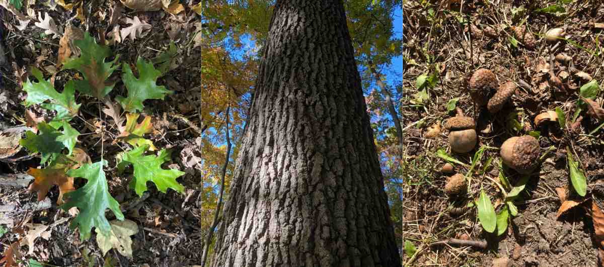 Oak Tree, leaves, bark, nuts