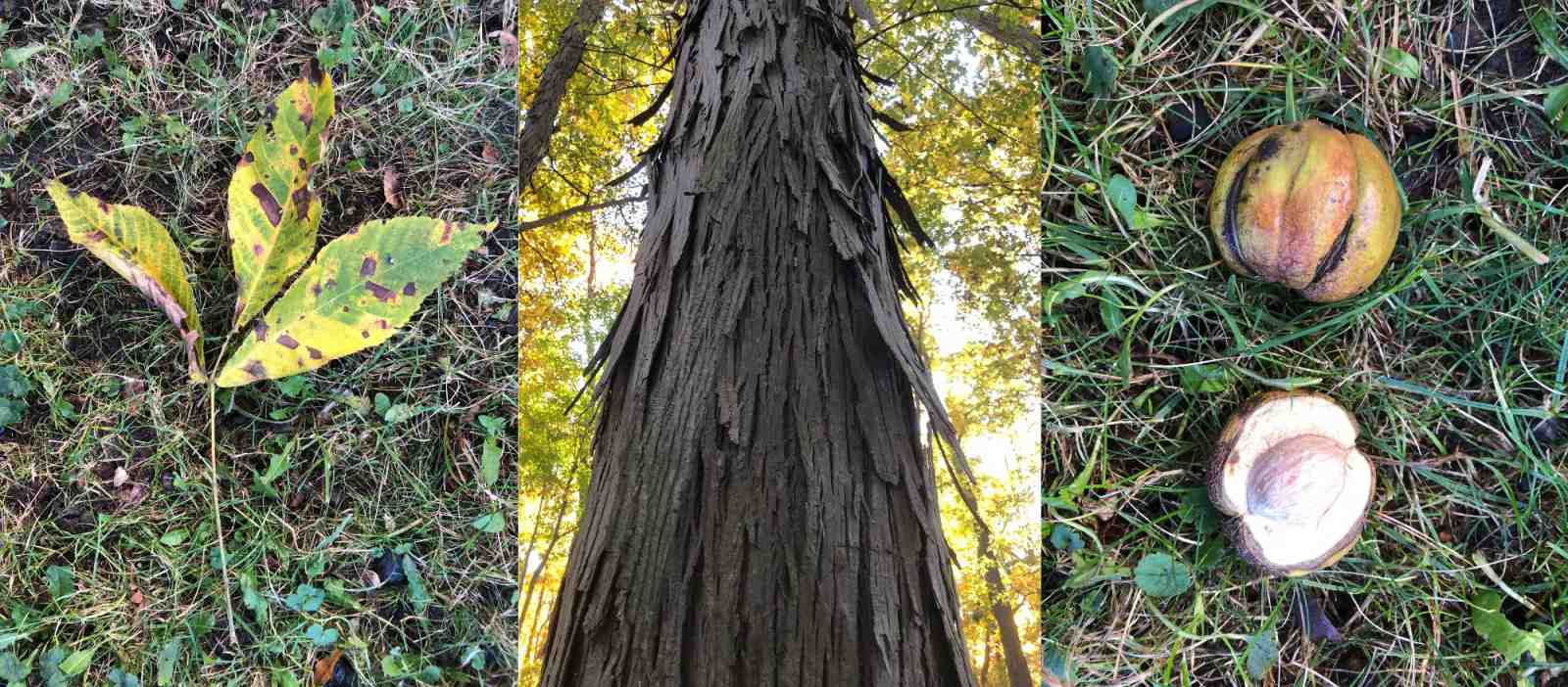 Shagbark Hickory, leaf, bark, nut