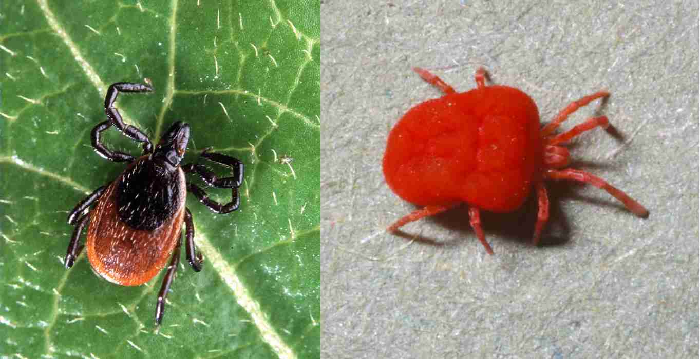 Image of a deer tick and a chigger