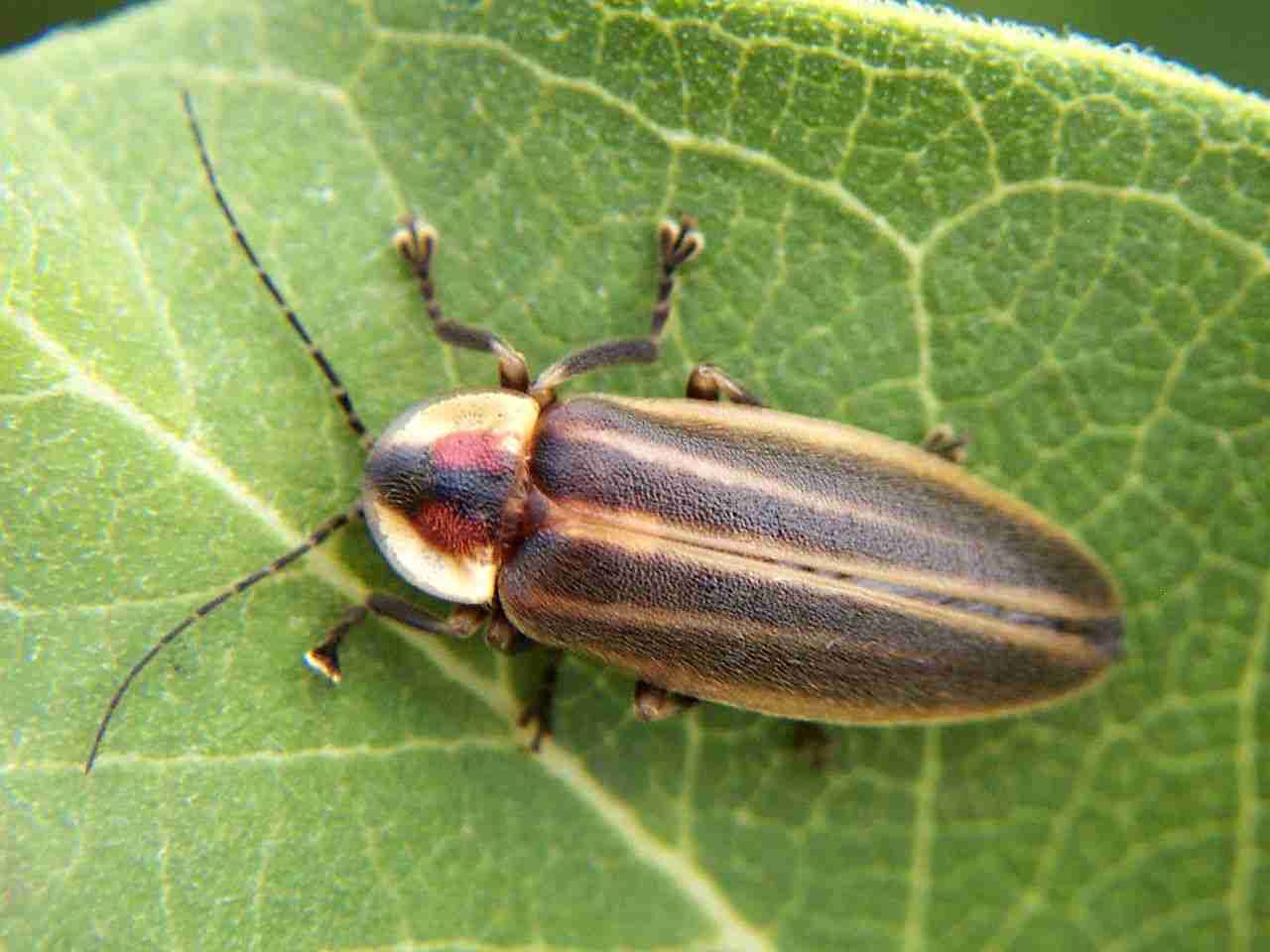 Firefly photo by Bruce Marlin taken from Wikipedia