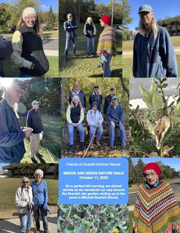 Weed & Seeds nature Walk Collage