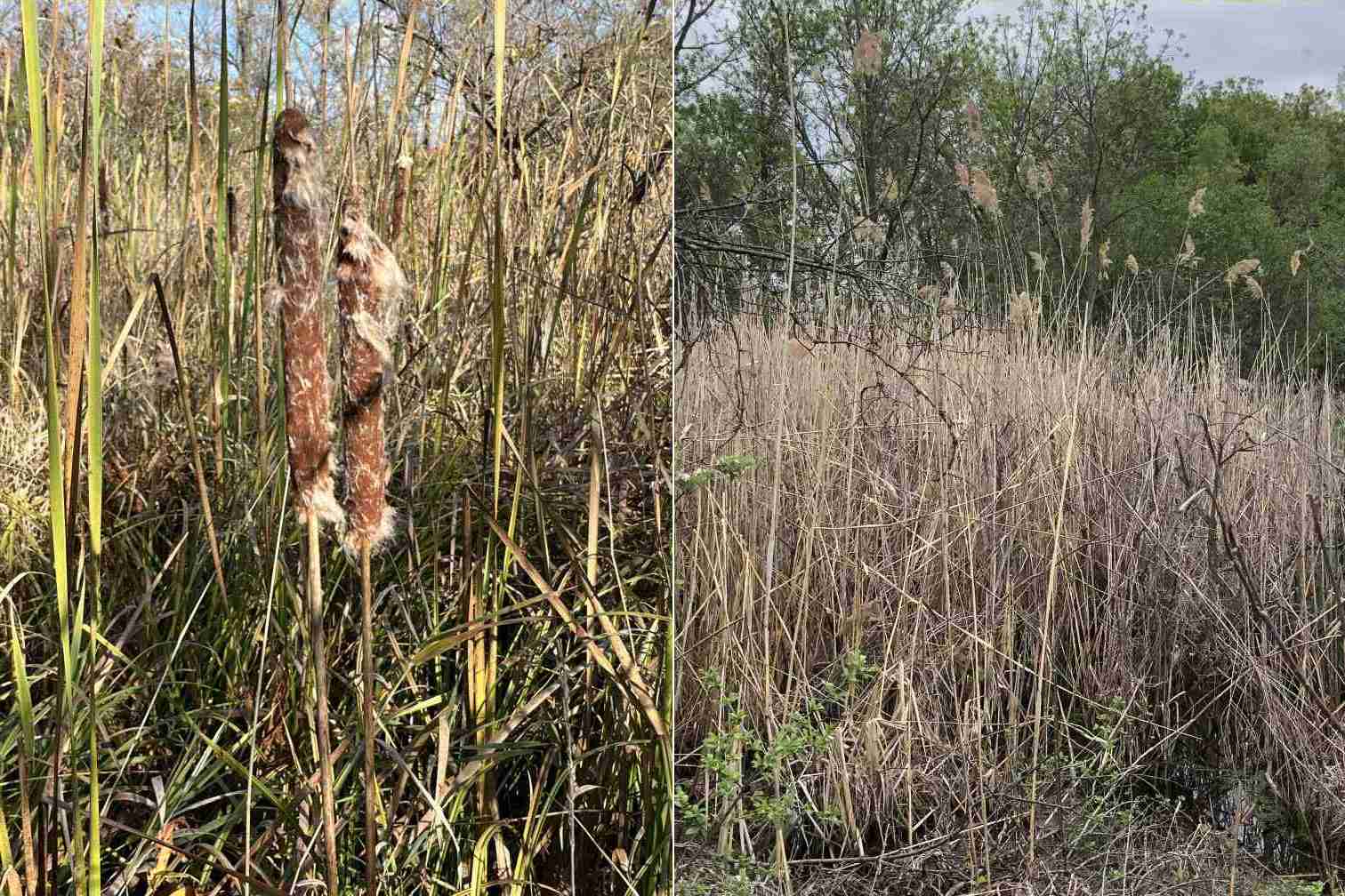 Cattails and phragmites