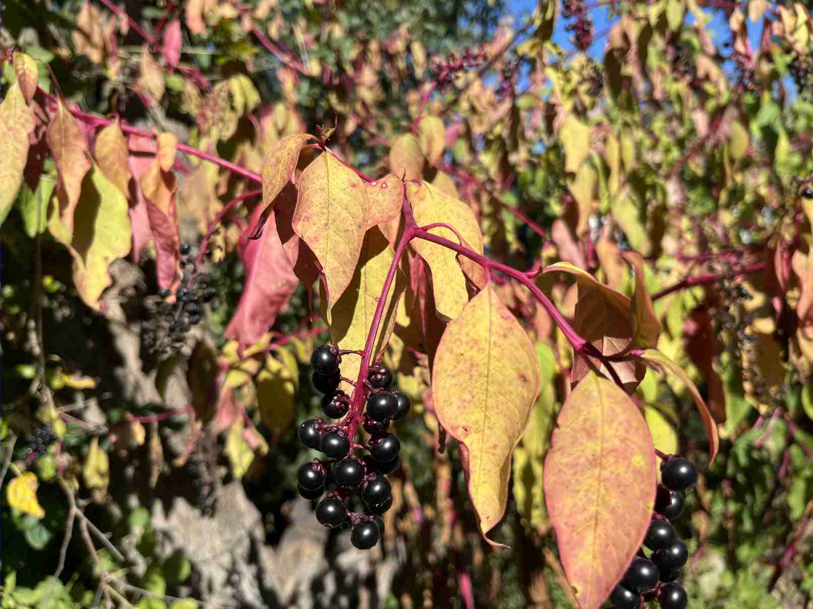 Pokeweed (Phytolacca americana)