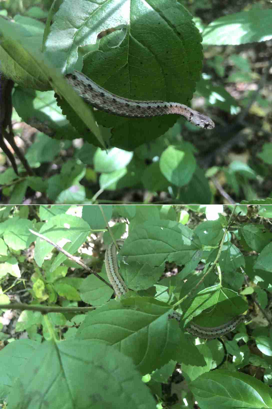 Snake in the branches along the loop walk