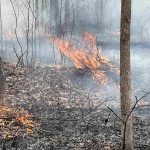 Controlled burn March 2026