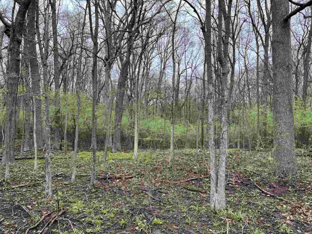 About a month after the controlled burn.
