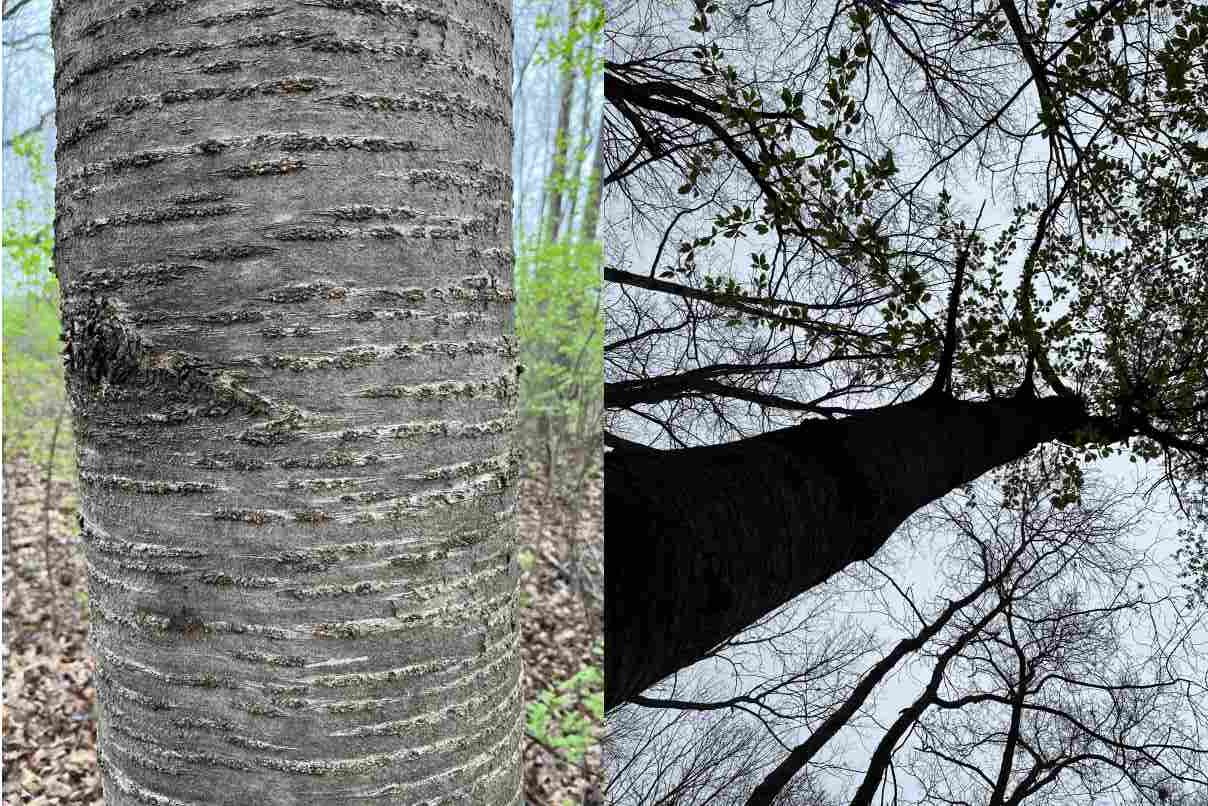Wild Cherry trunk and canopy