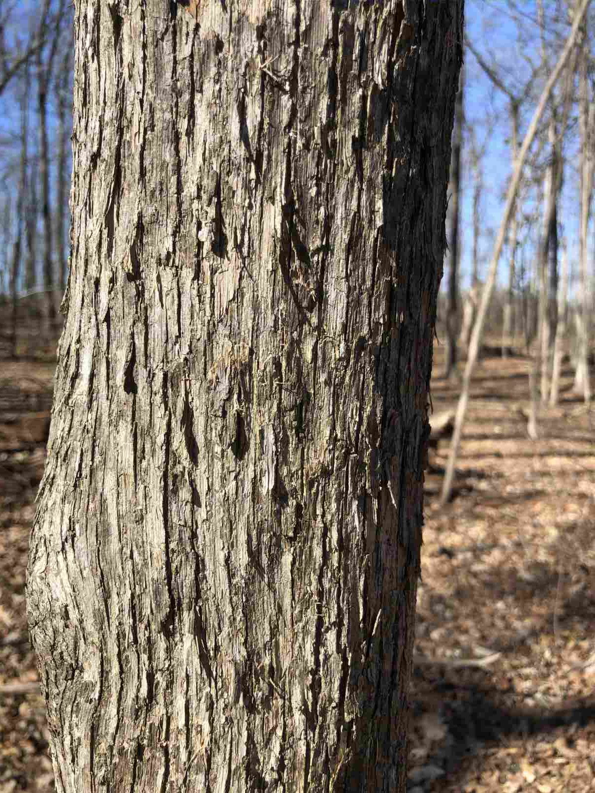 American Hophornbeam