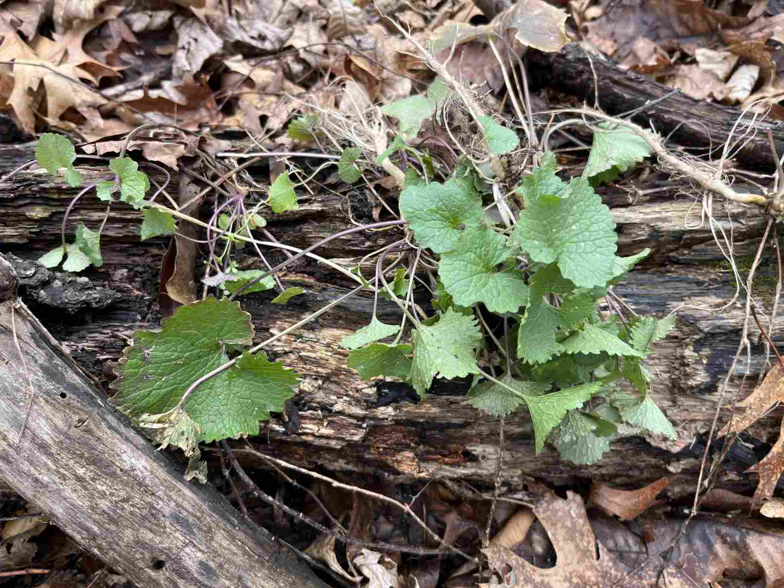 Garlic Mustard pulled laying on a log