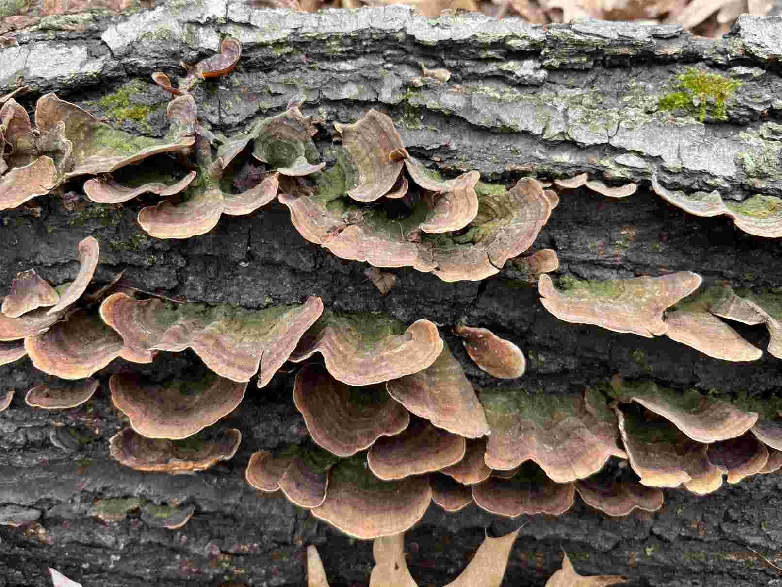 Yellowing Curtain Crust (Stereum subtomentosum)