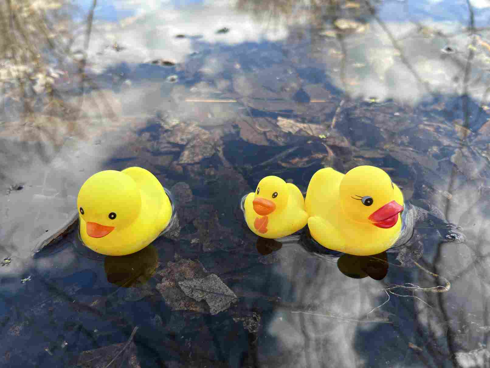 Rubber ducks, April 1st