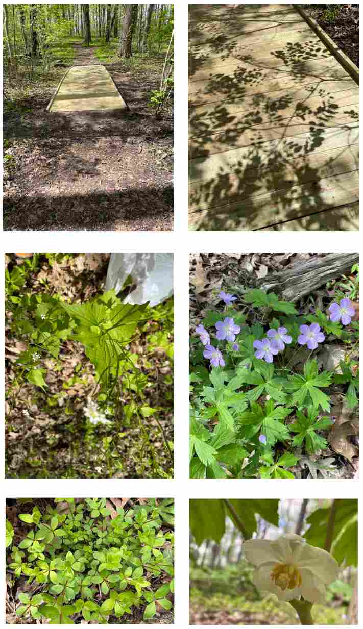 May 10, 2026 - Garlic Mustard Journal