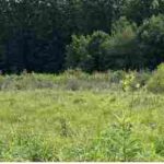 Friends of Greenview and Pioneer Nature Area