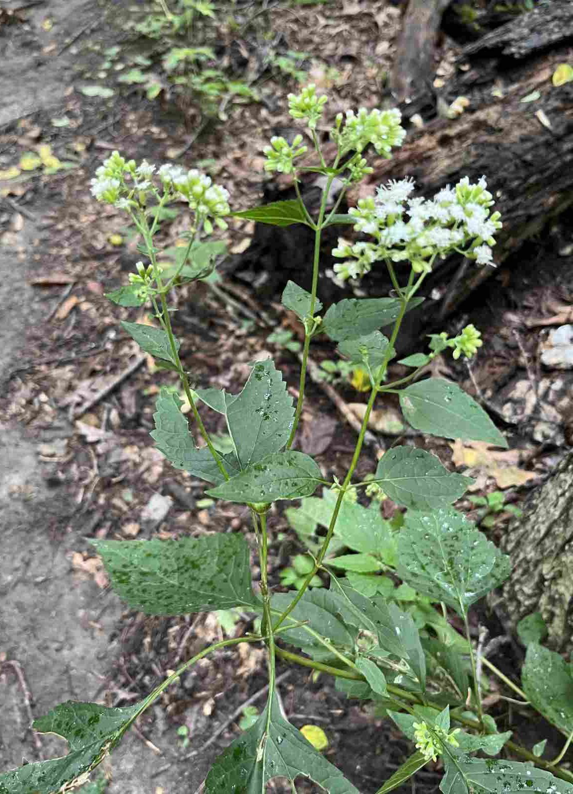 White Snakeroot