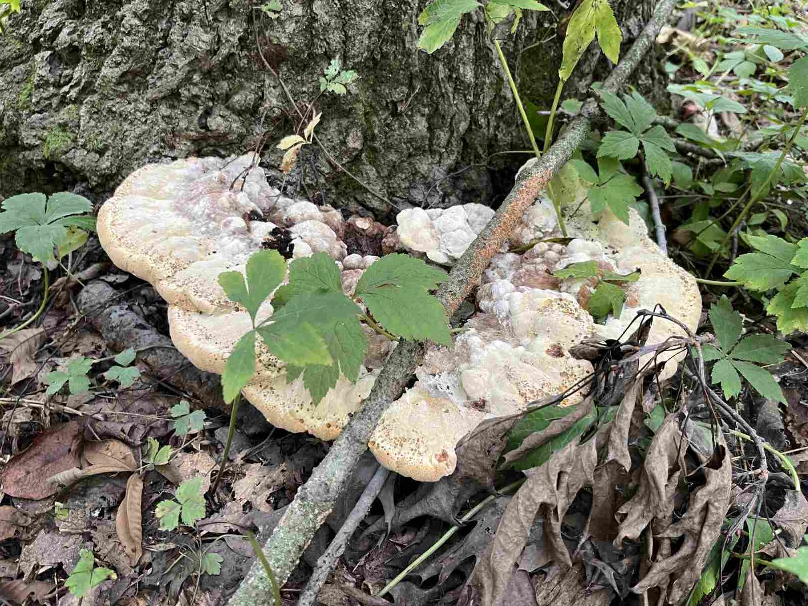 Oak Bracket fungi