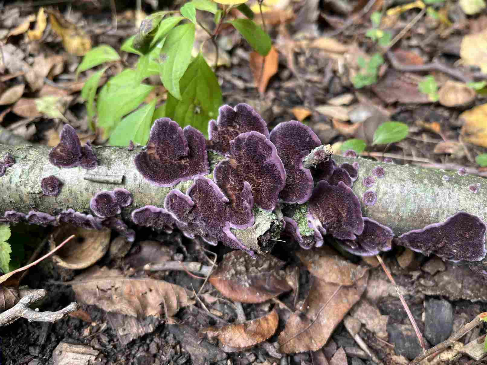 Violet-toothed Polypore fungus