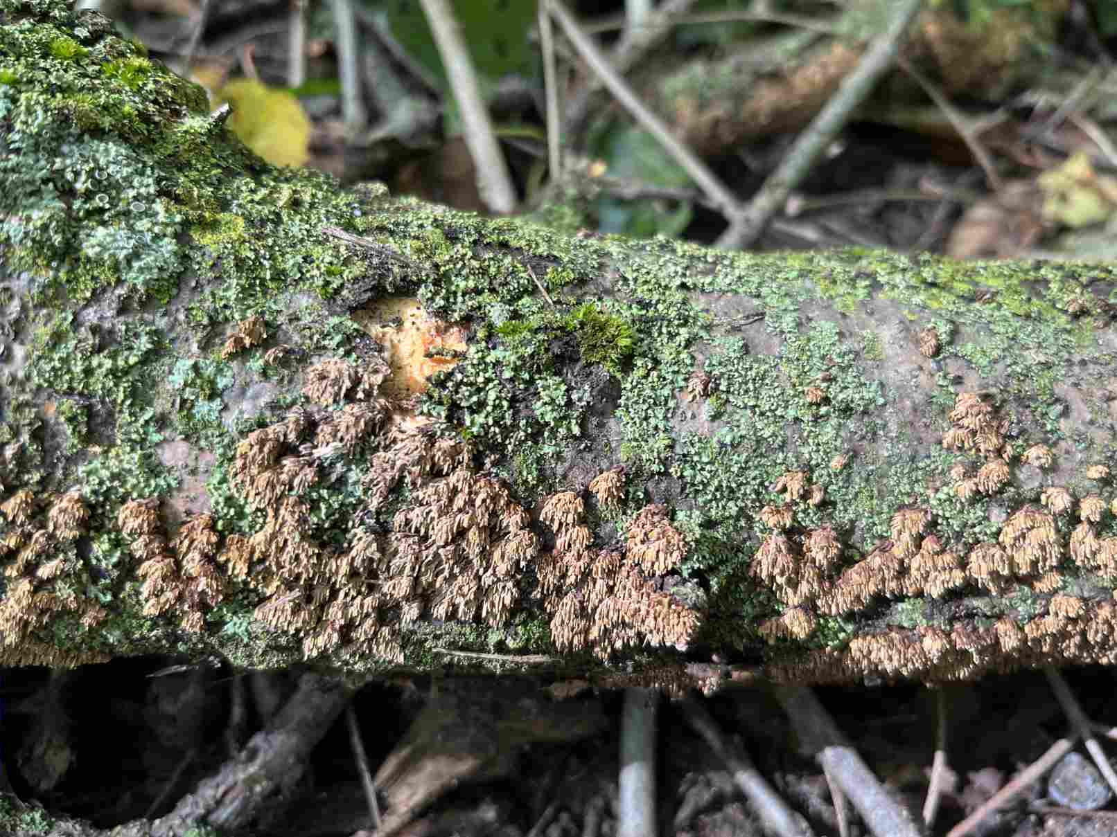 Brown-toothed Crust Fungus