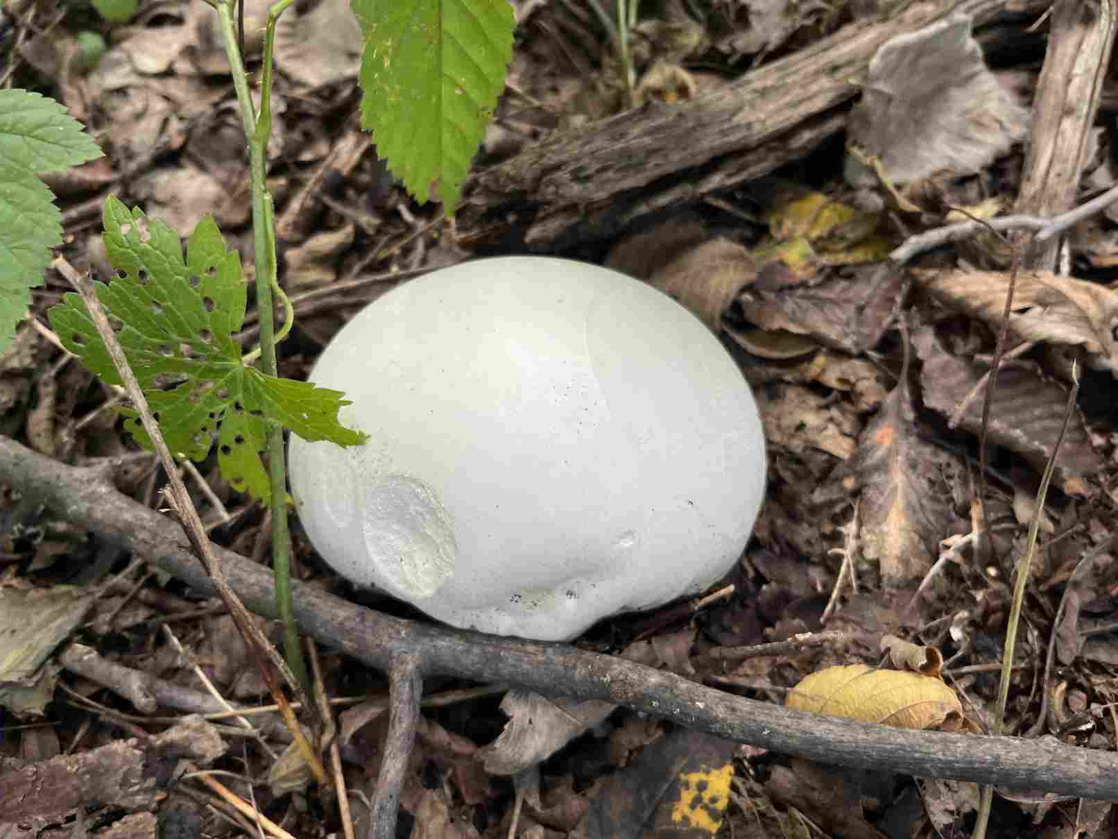 Giant puffball