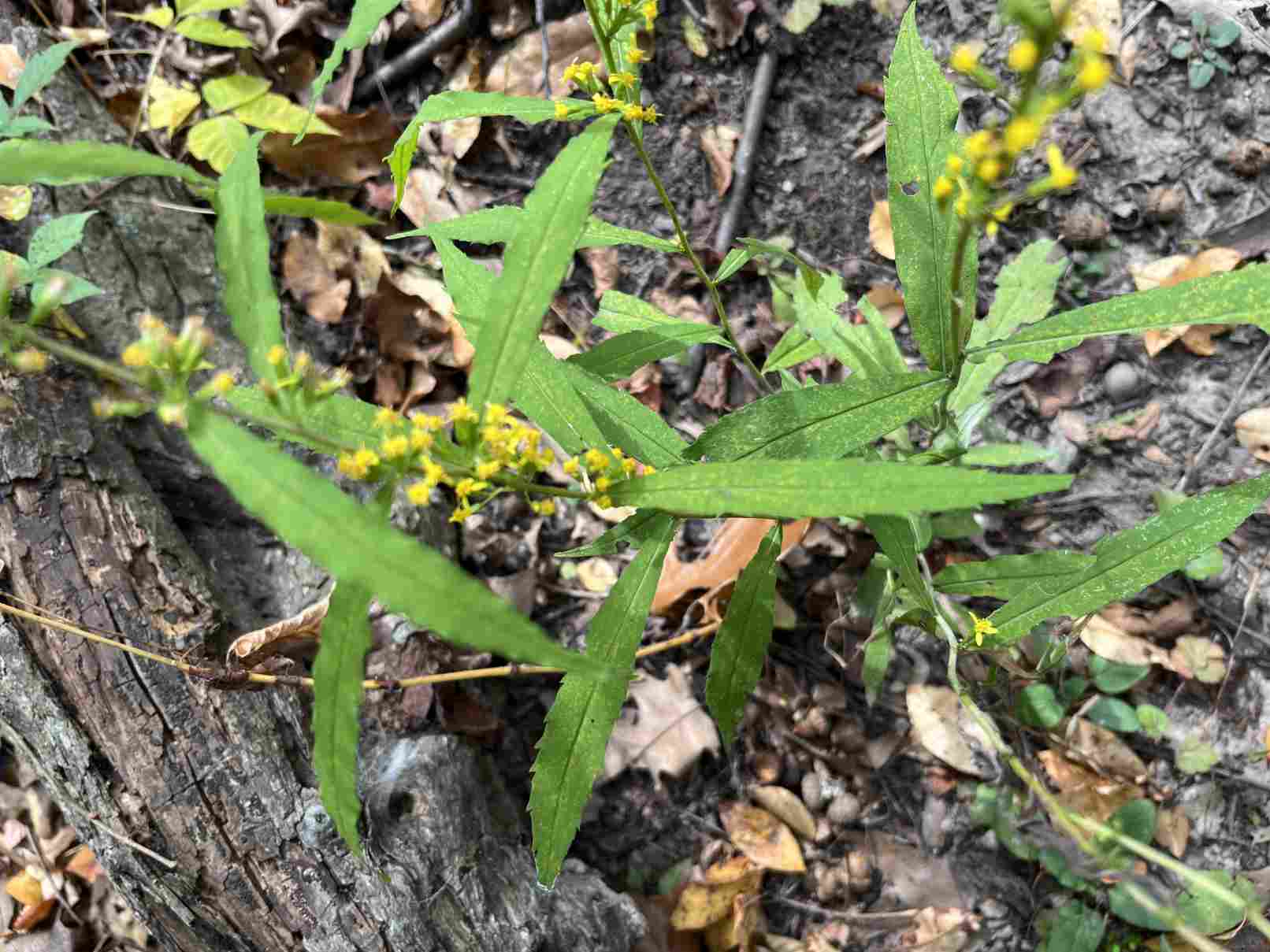 blue-stemmed goldenrod